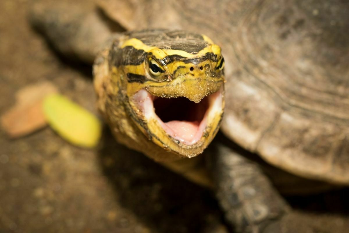 Turtle hissing