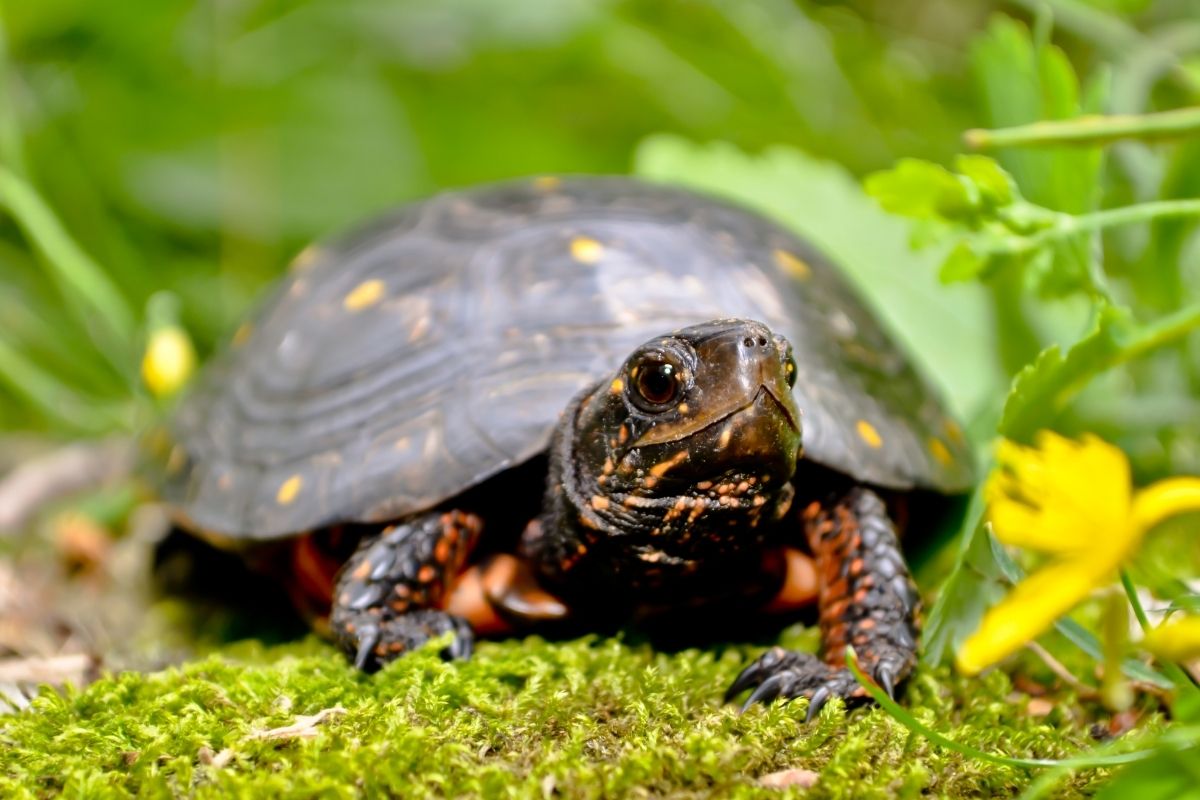 Spotted turtle making a move