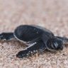 baby turtle crawling on sand