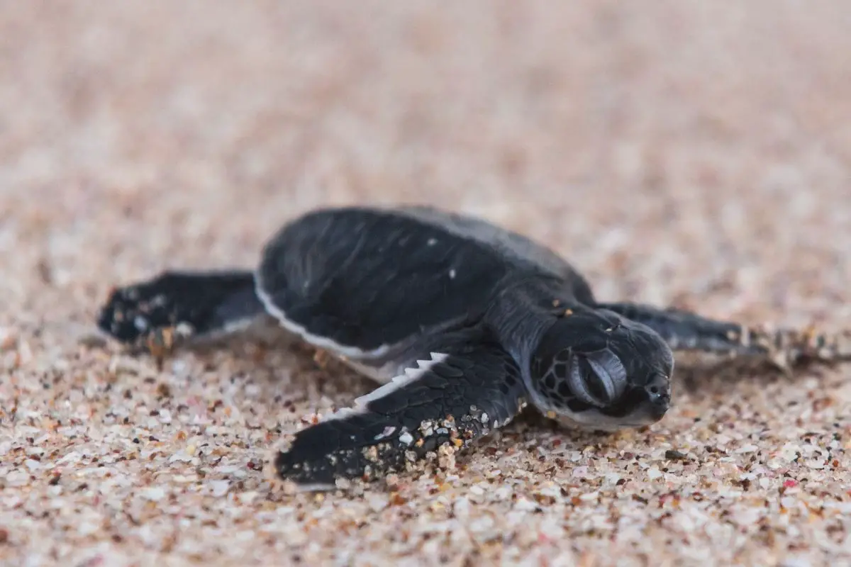 Baby turtle crawling on sand