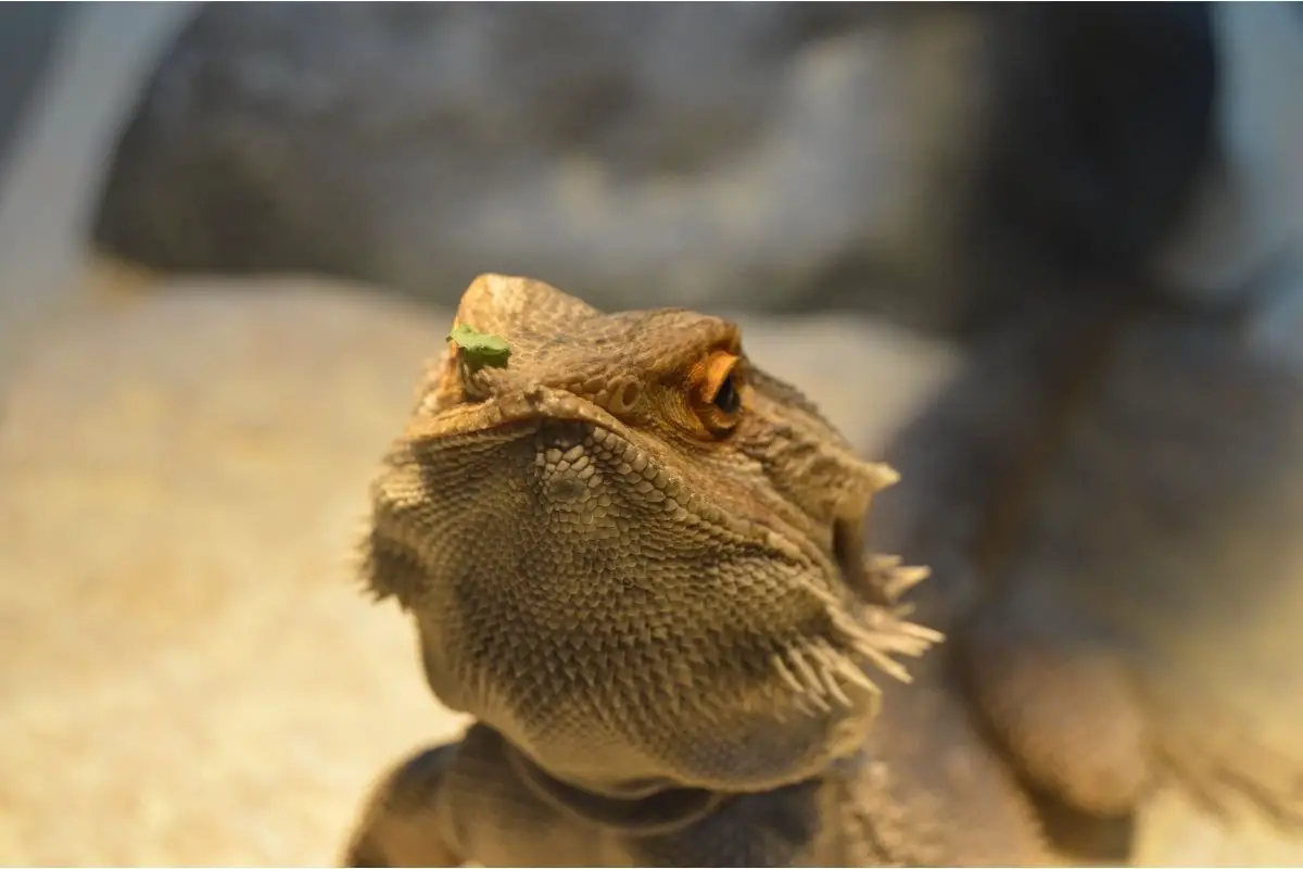 Bearded Dragon With A Tiny Leaf On Nose