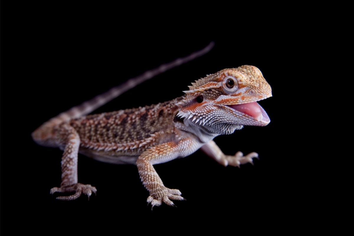 Bearded dragon on black background