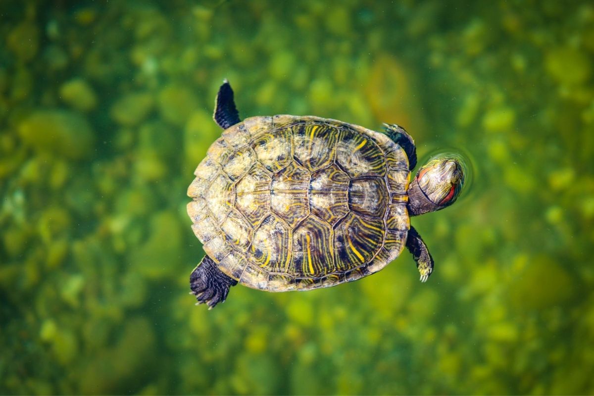 Close-up shot of a turtle floating in water