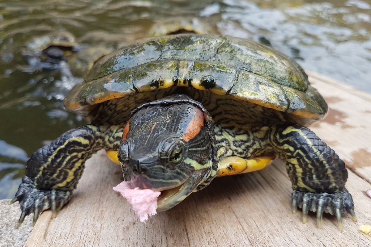 Turtle eating on a wooden plank