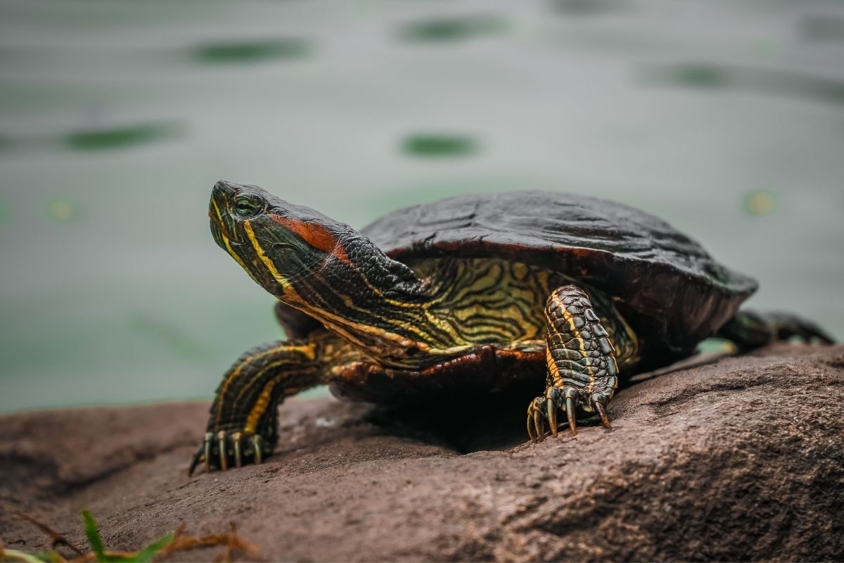 Turtle standing on a rock