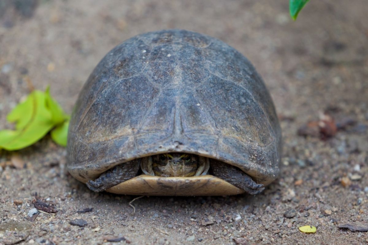 Turtle hiding inside the shell