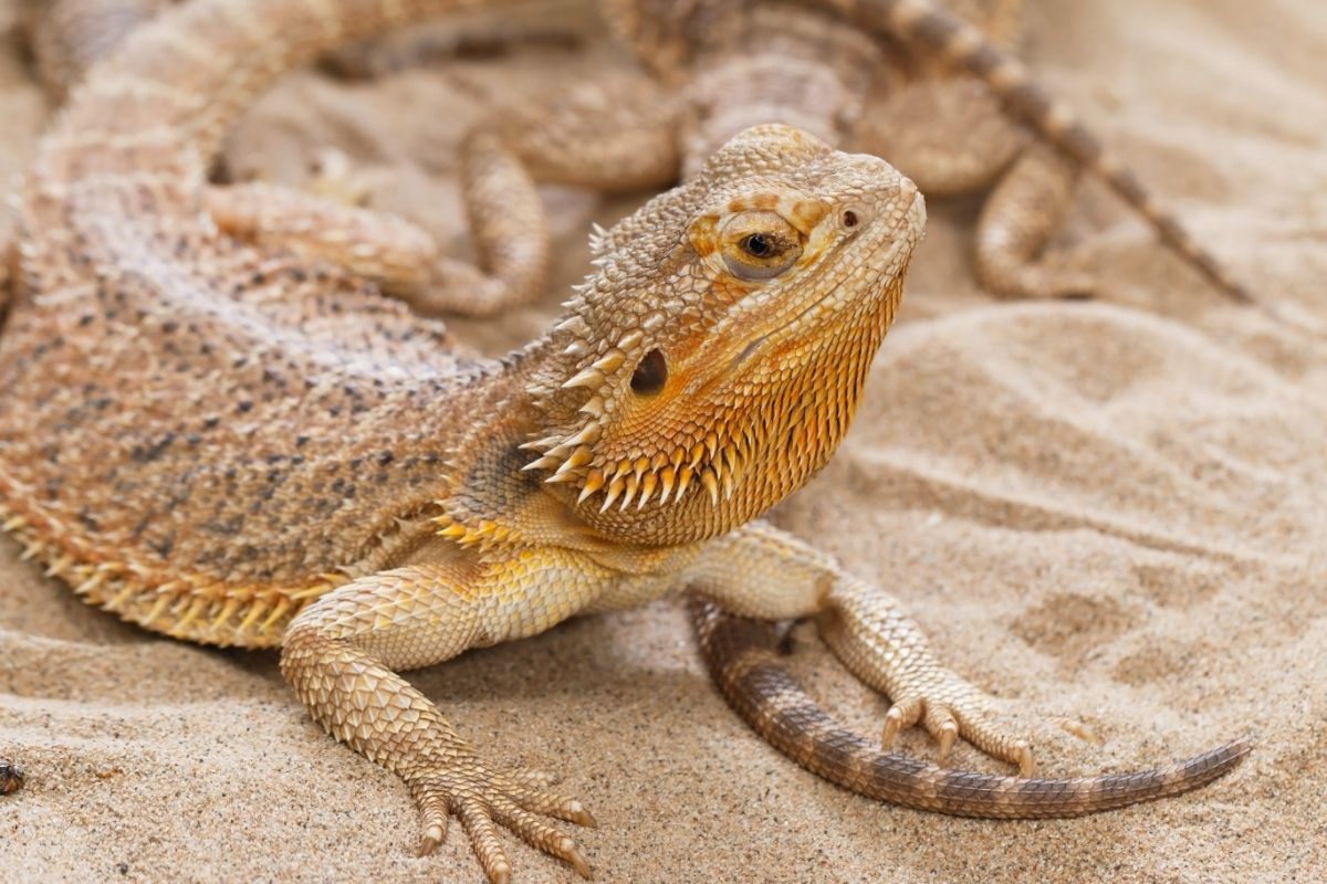 Two bearded dragons enjoying the sand