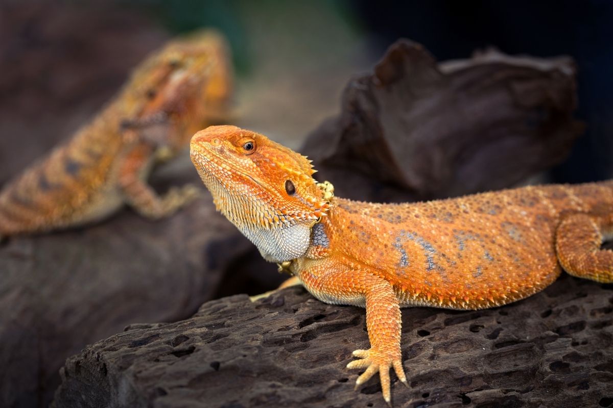 Two orange bearded dragons lying on black wood