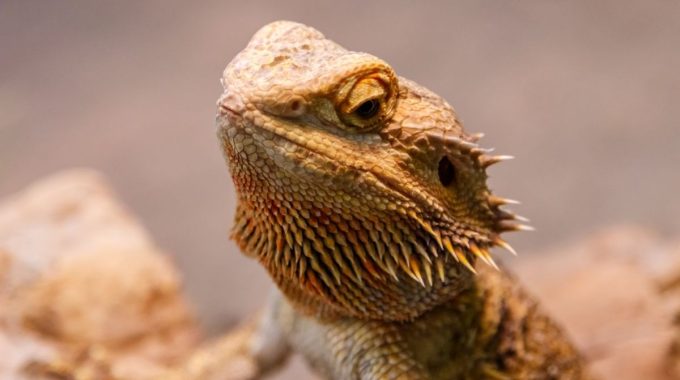 Beautiful lizard bearded agama, pogona vitticeps