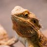 beautiful lizard bearded agama, pogona vitticeps