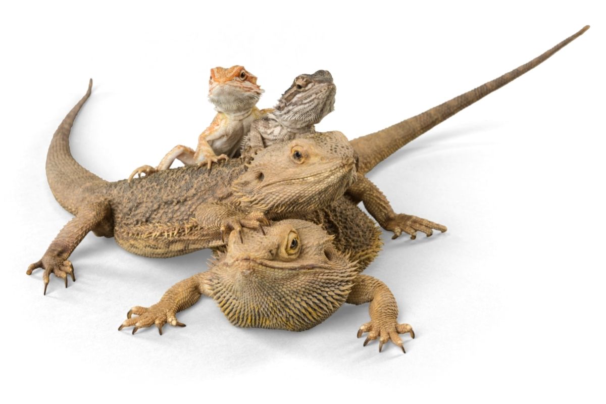 Bearded dragons on top of each other