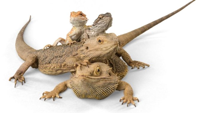Will My Bearded Dragons Enjoy Being Held?