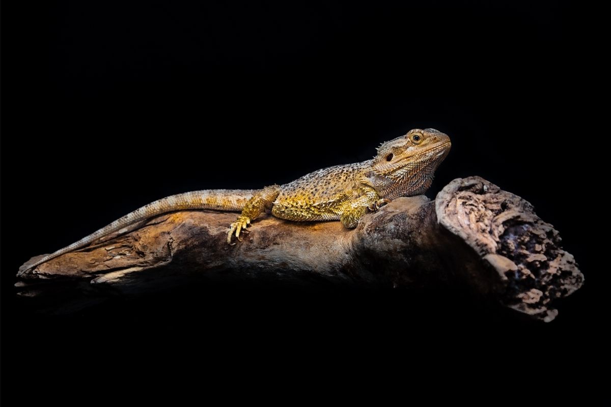 Bearded dragon on a black background