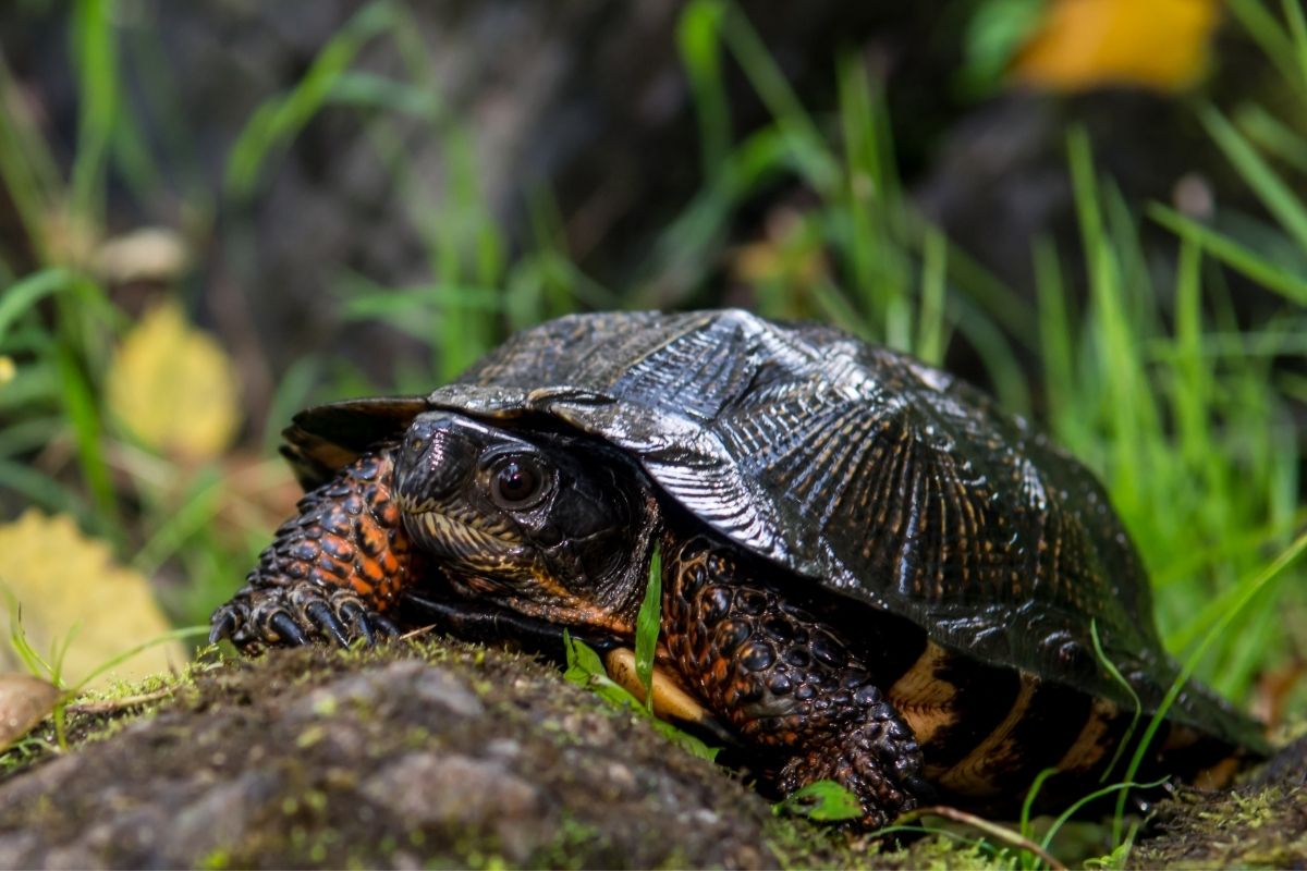 Wood turtle walking