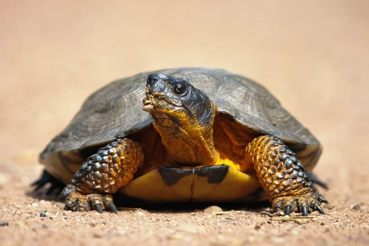 close up of a Wood Turtle