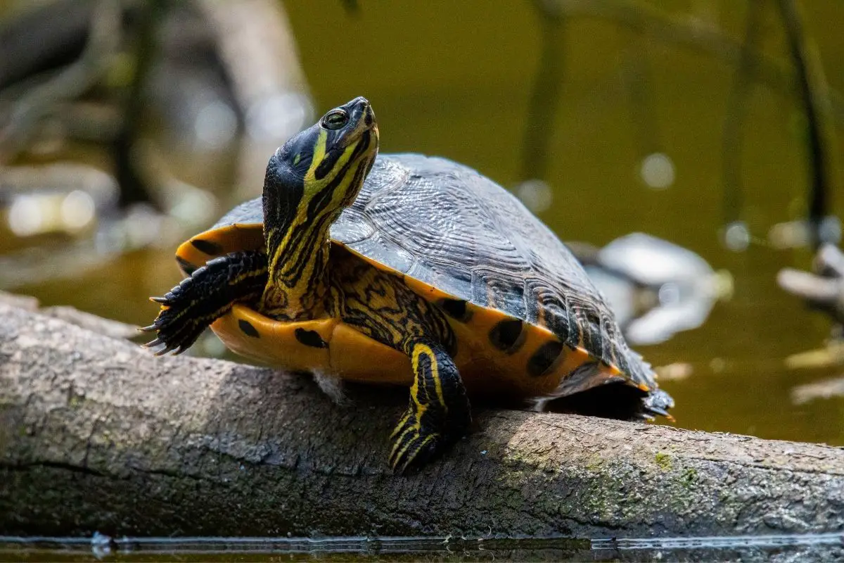 Yellow-Bellied Slider on a tree trunk