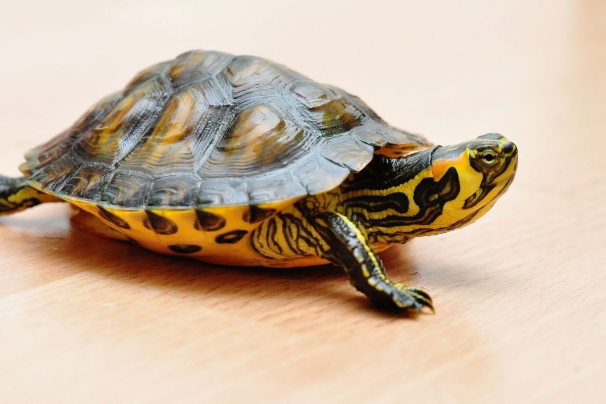 Yellow bellied sliders walking on the floor