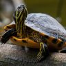 Yellow bellied turtle on a tree branch