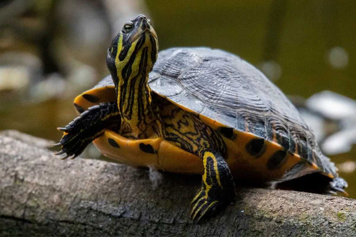 Yellow bellied turtle on a tree branch