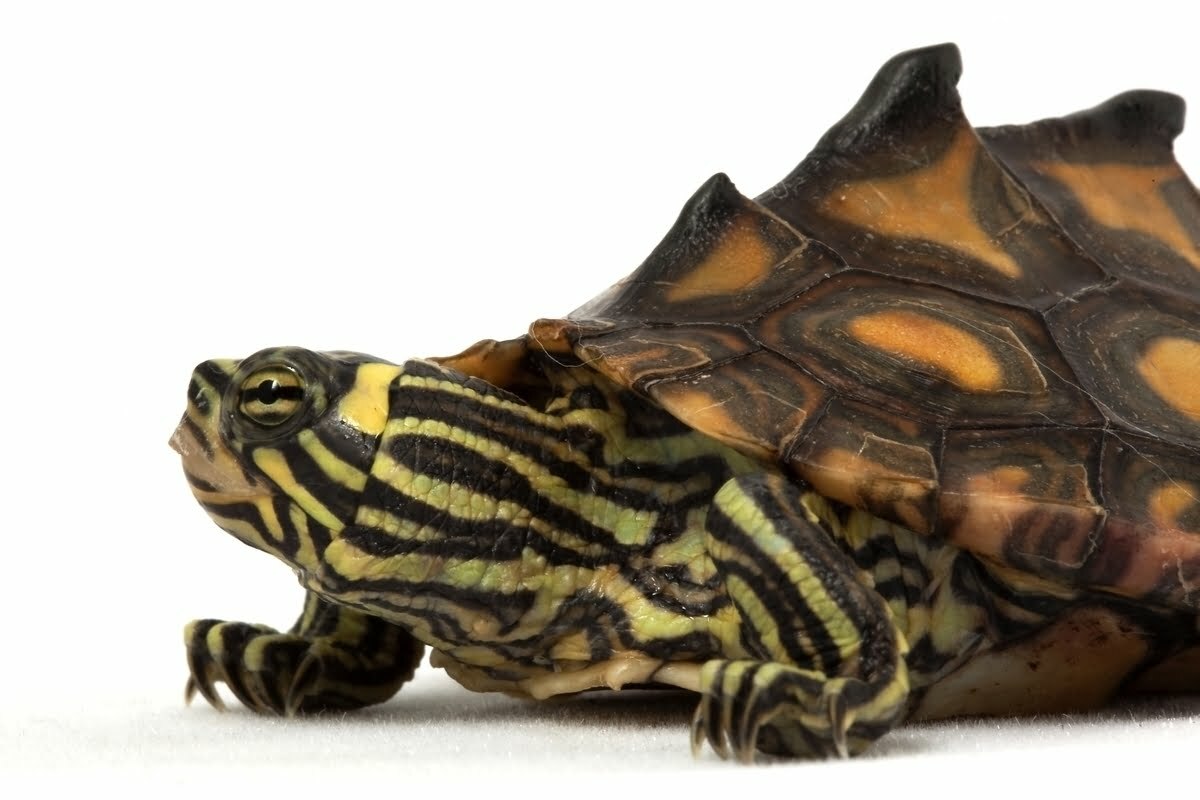 Yellow-Blotched Map Turtle on white background