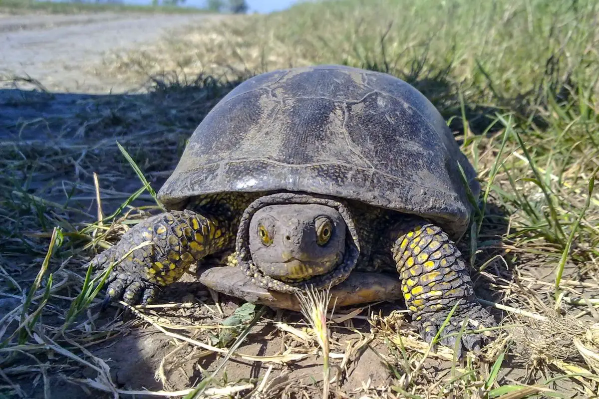 Yellow Mud Turtle in the grass