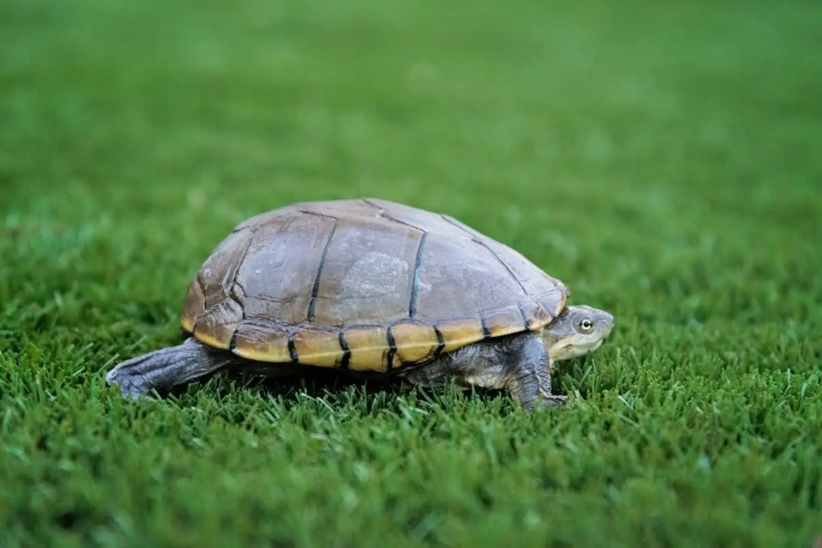 Yellow Mud Turtle walking on a grass field