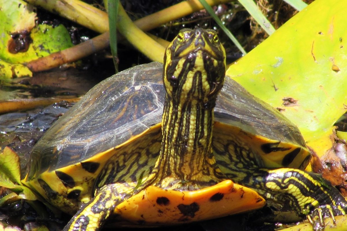 A close up of Yellowbelly Slider Trachemys