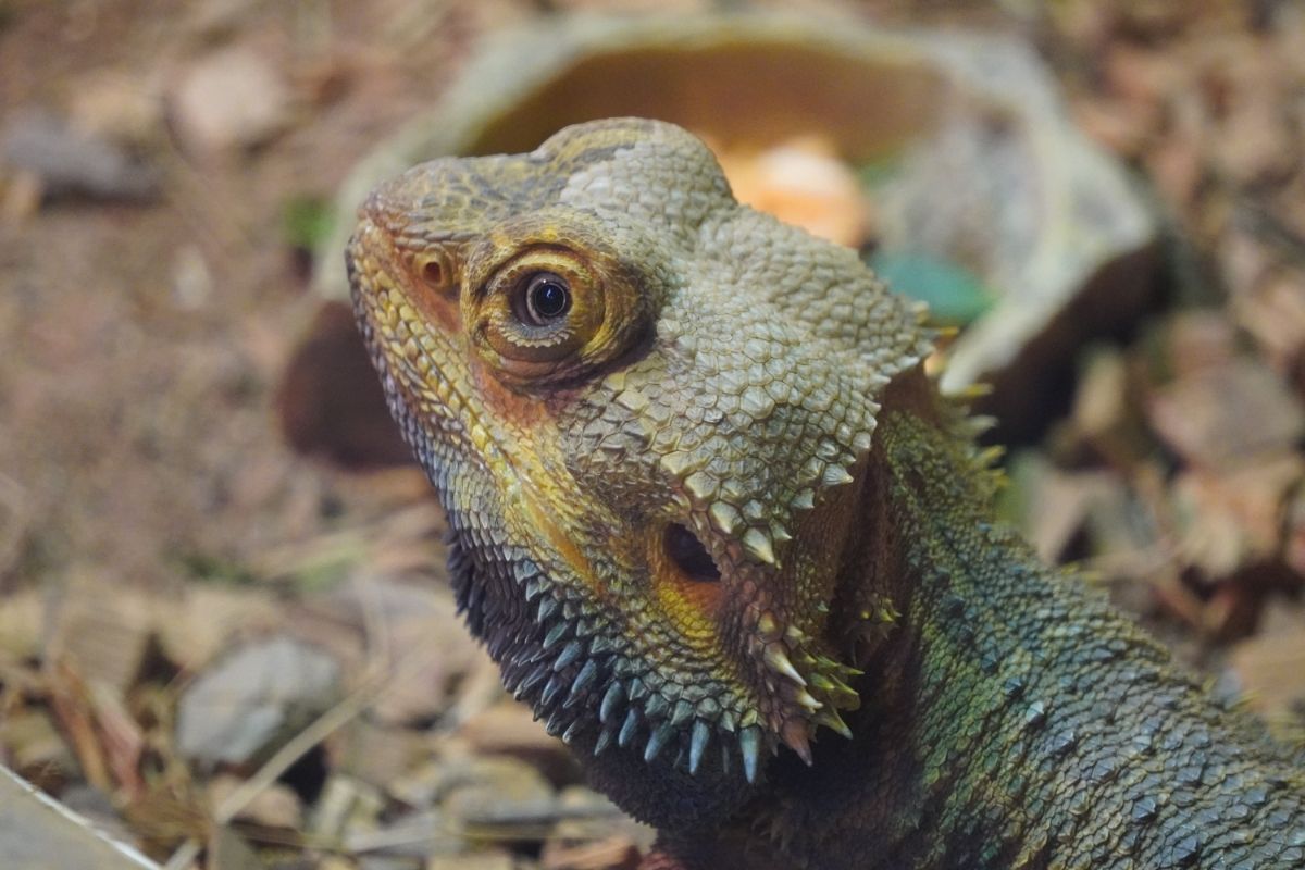 Green bearded dragon's head