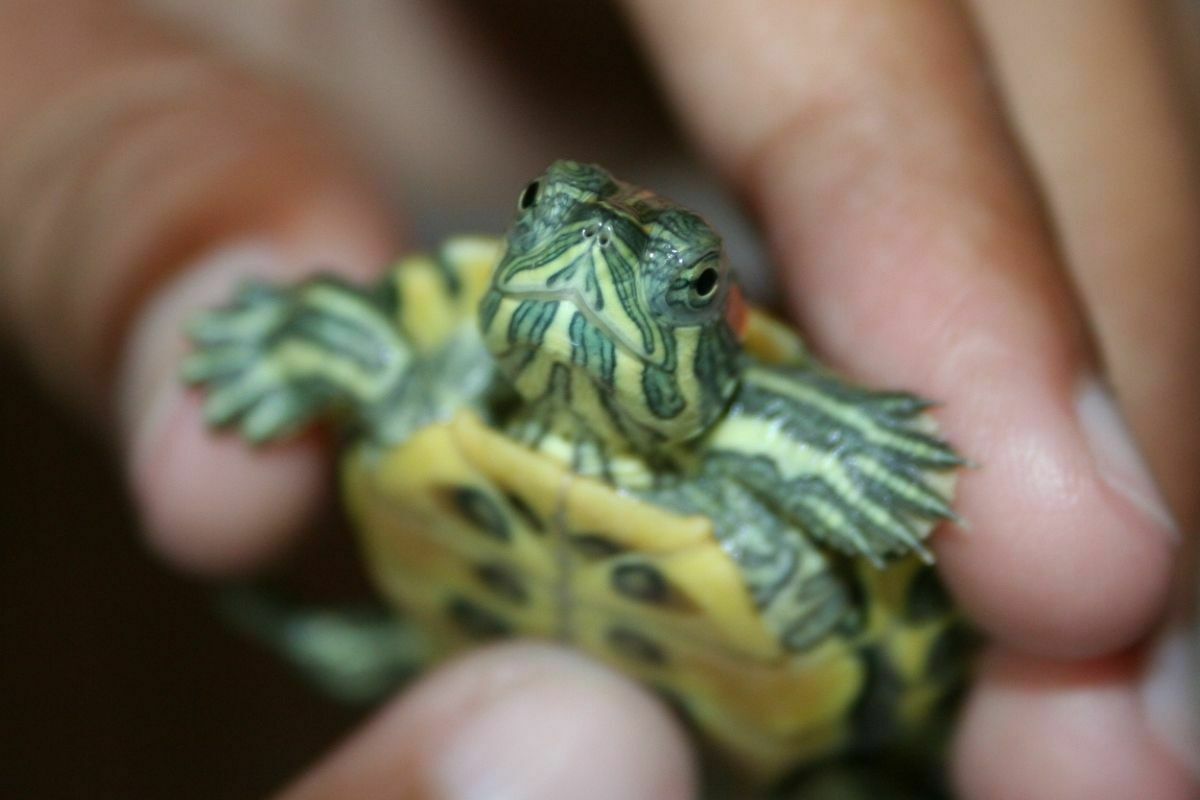 hand holding a baby red-eared slider