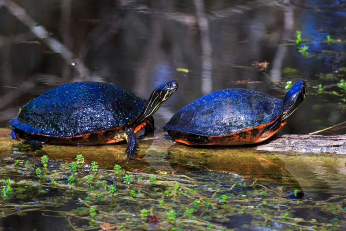 Two cooter turtle