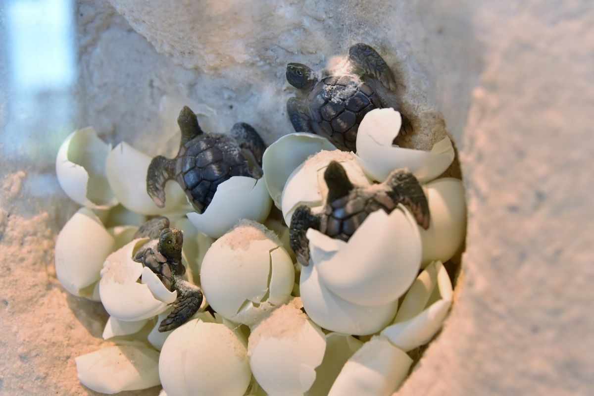 Hatching turtle eggs