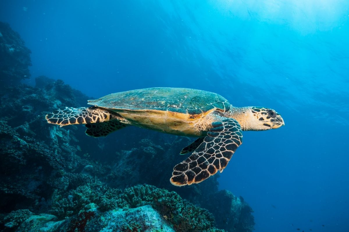 Hawksbill sea turtle swimming in the ocean