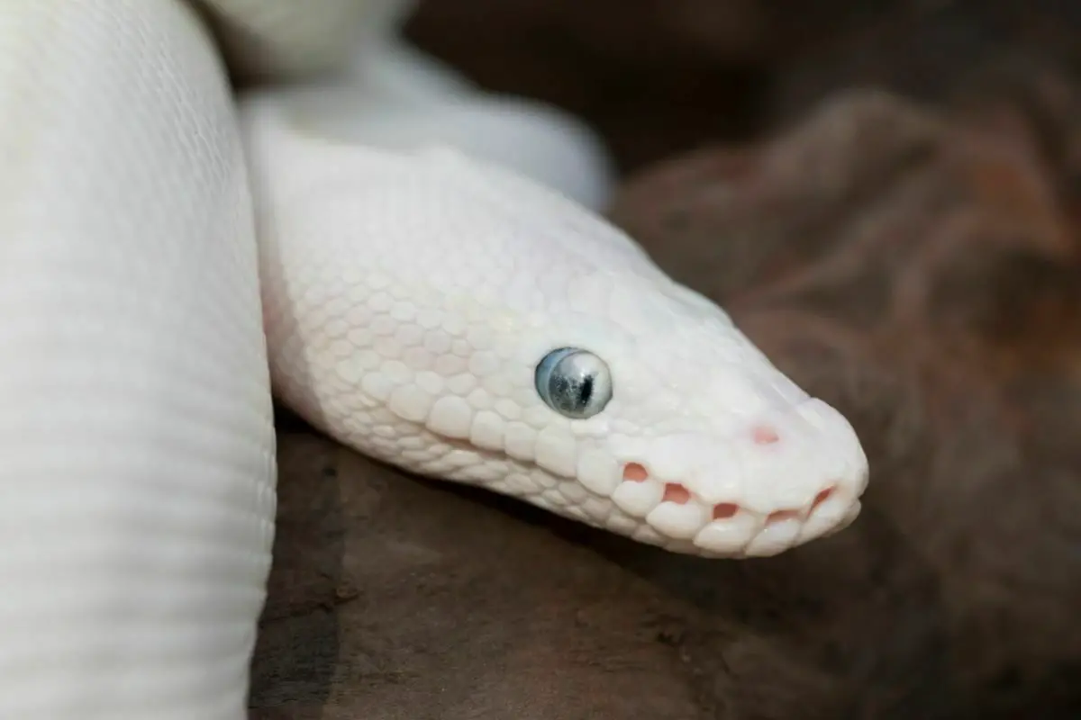 Blue eyed leucistic ball python snake
