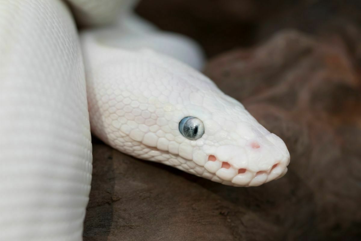 Facts And Pictures Of Blue Eyed Leucistic Ball Python Morph