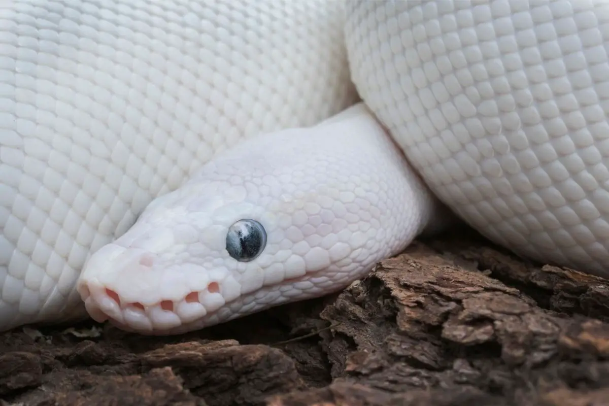 Closeup picture of leucistic ball python snake