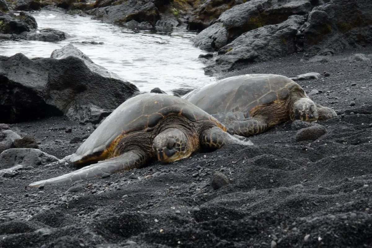 Sleeping turtles on sand