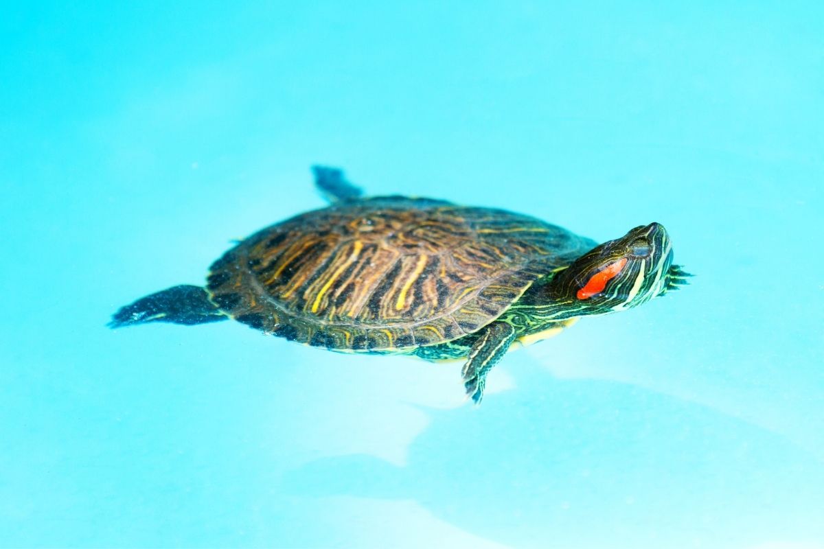 Turtle swimming