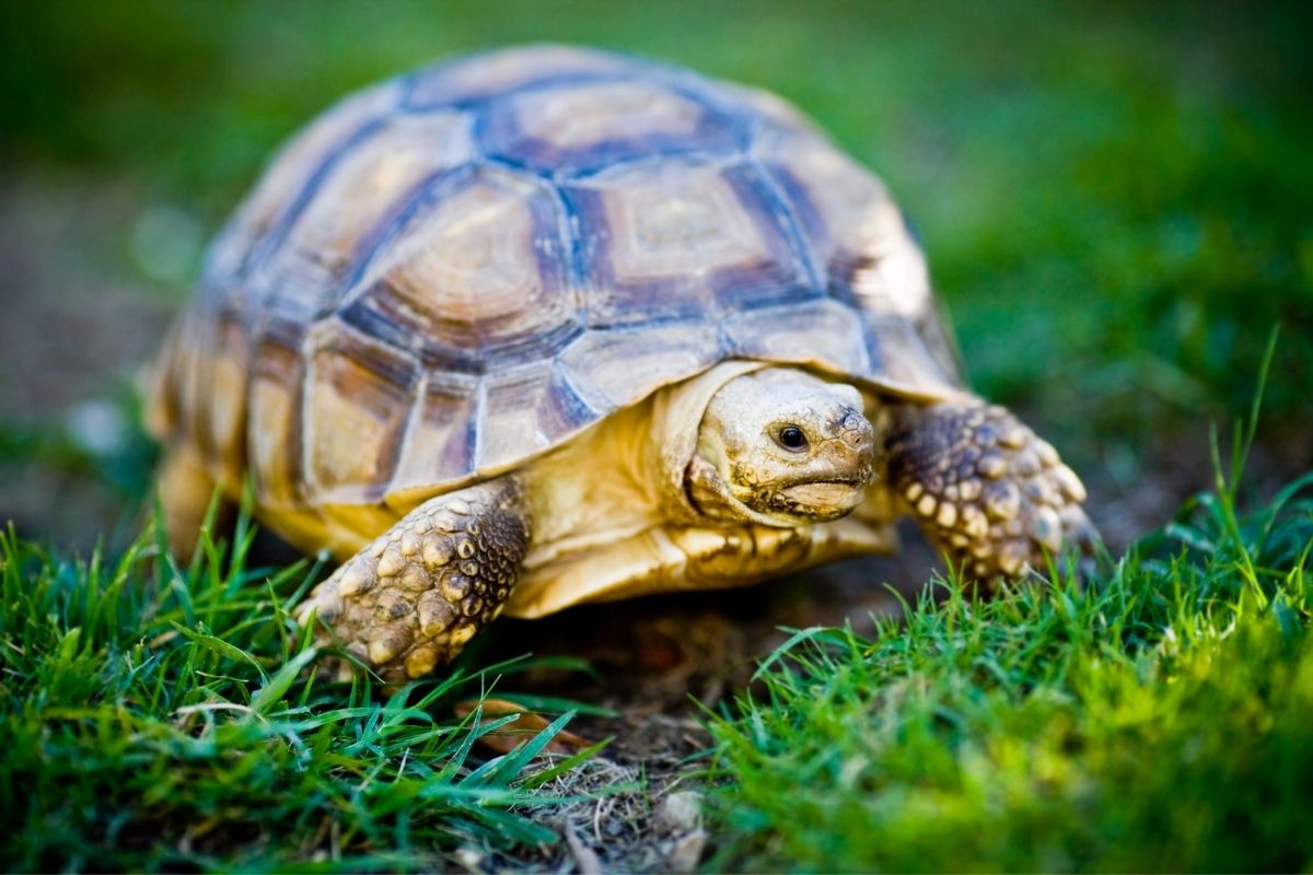 Turtle walking on grass