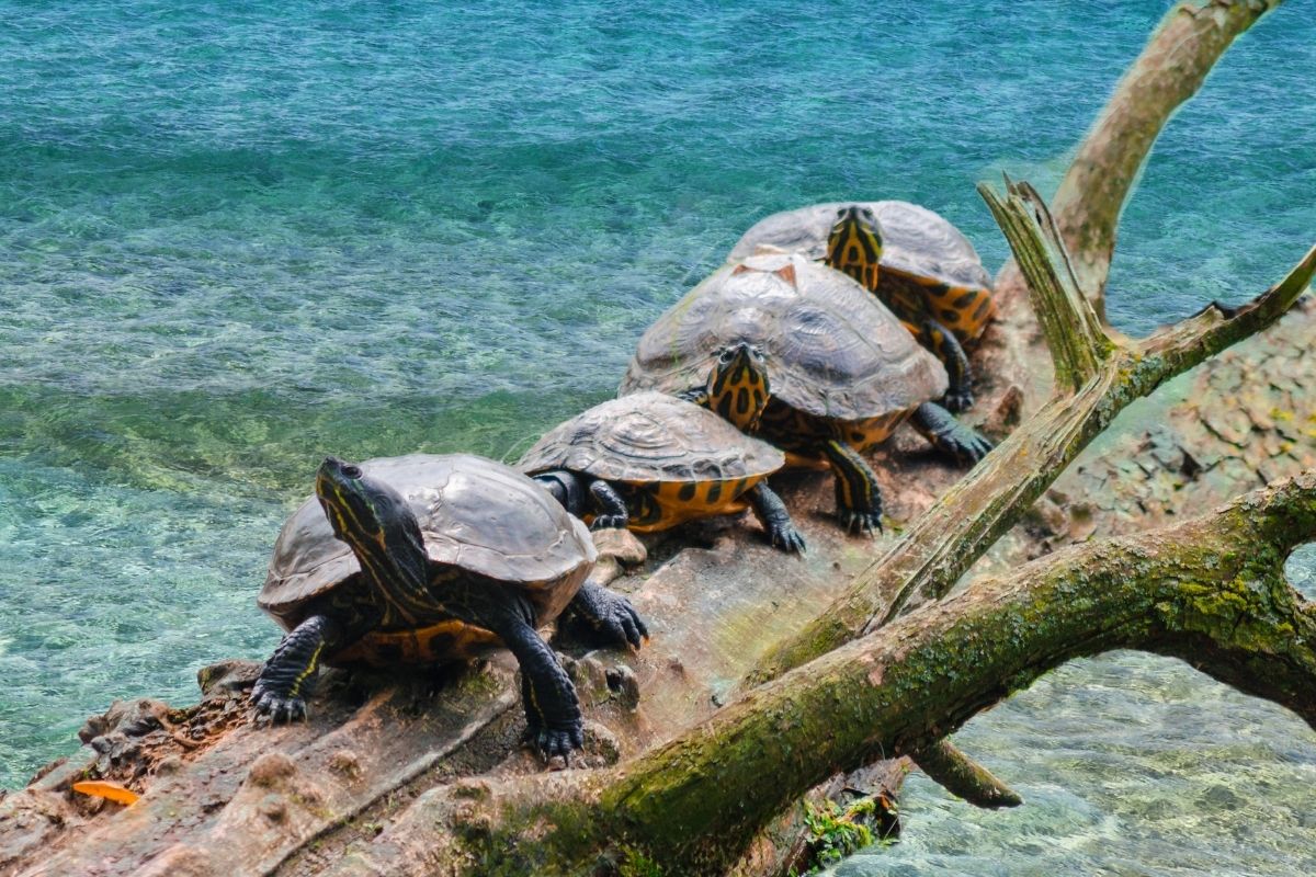 4 yellow bellied turtle lined up on a tree trunk