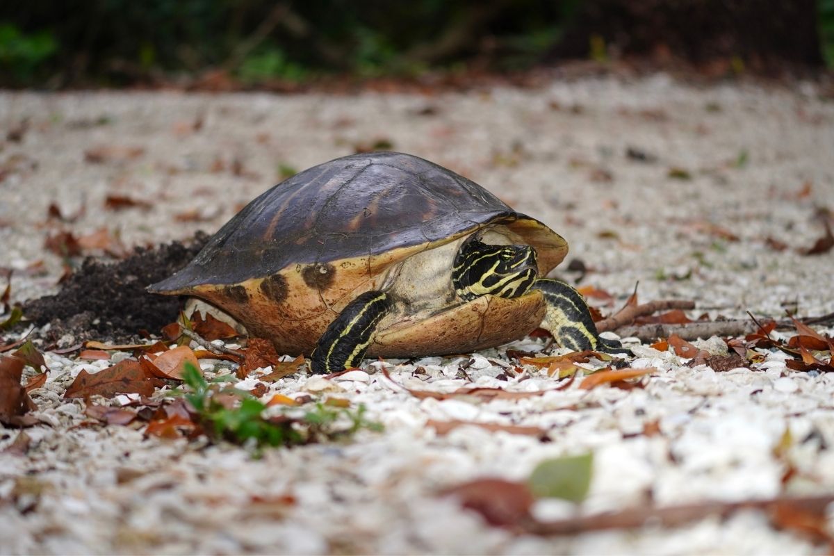 Yellow bellied turtle crawling