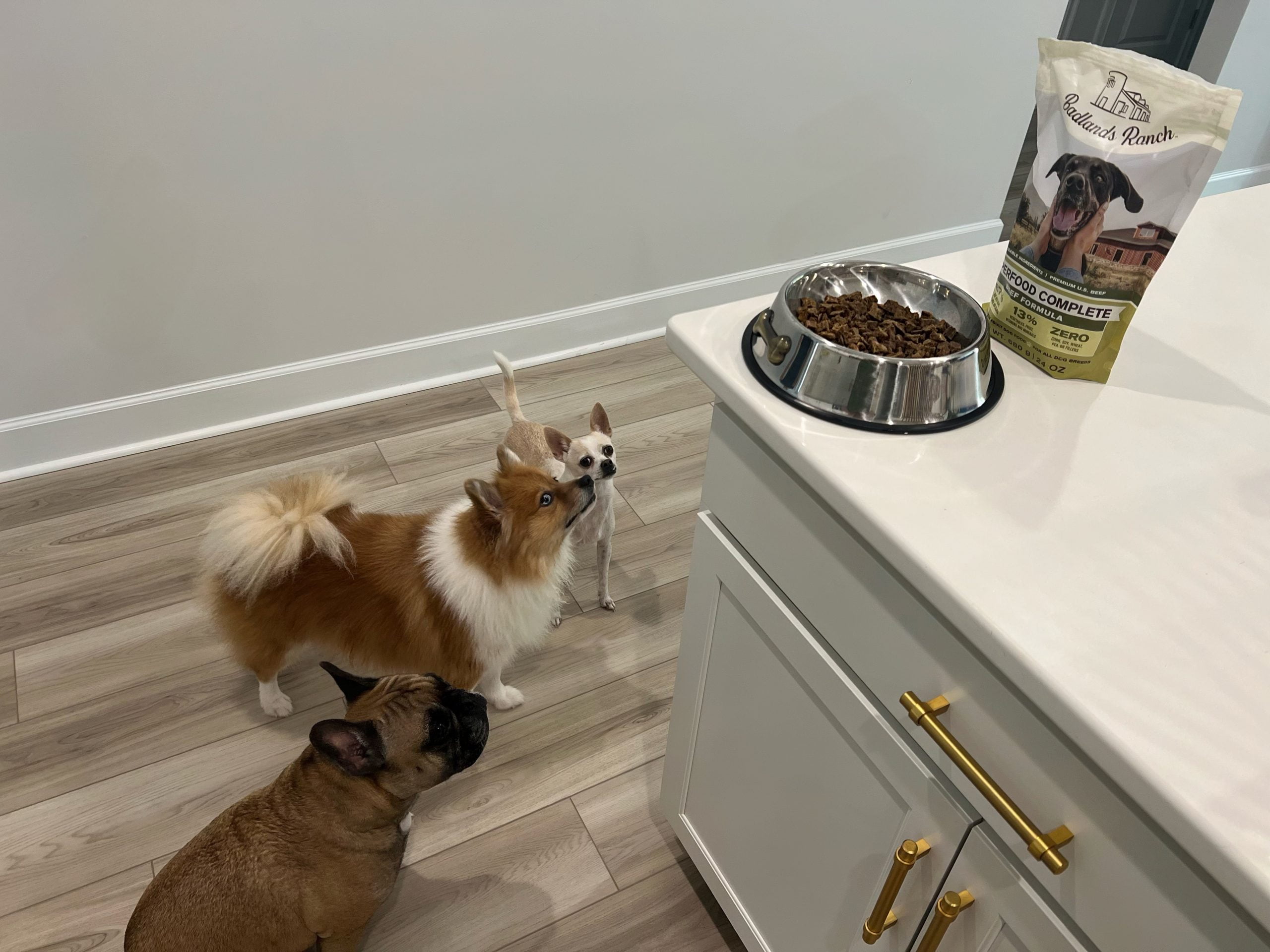 Our dogs waiting to eat Superfood Complete dog food