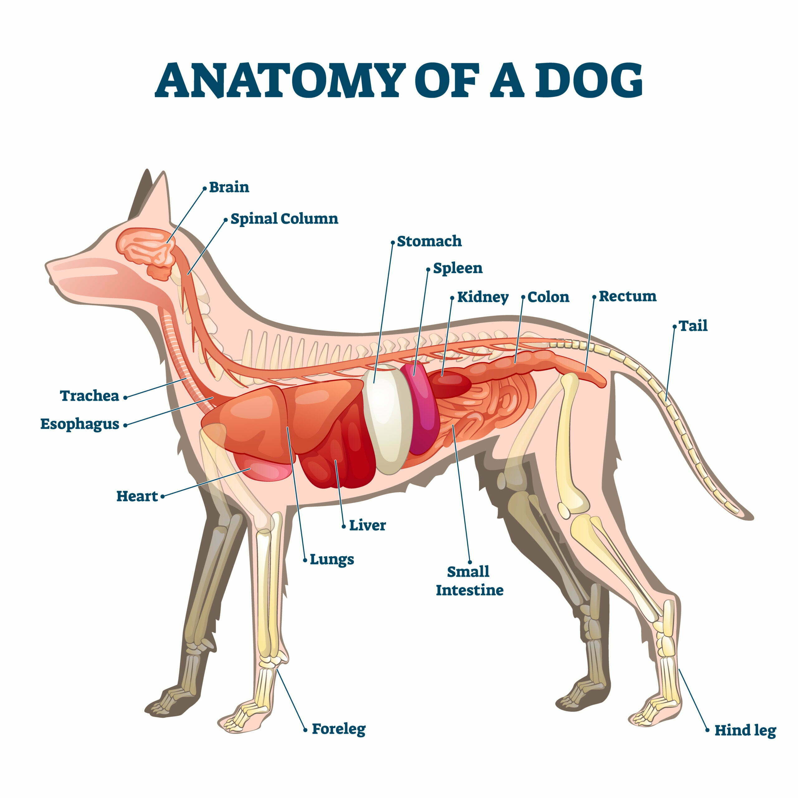 Anatomy of a dog