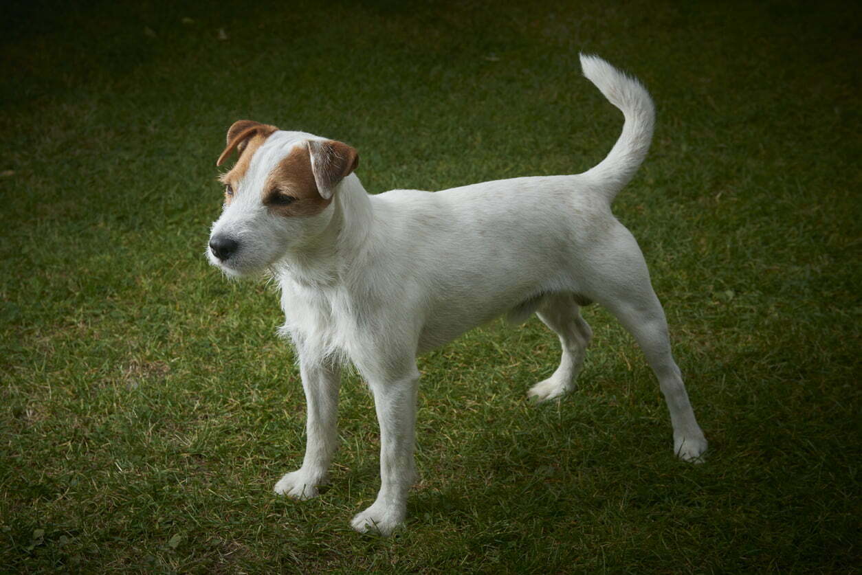 Parson russell terrier