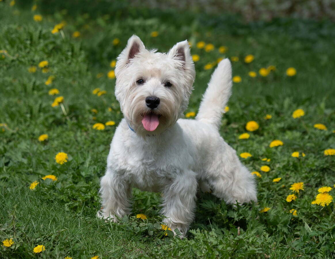 West highland white terrier