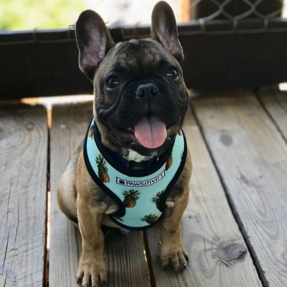 French bulldog puppy