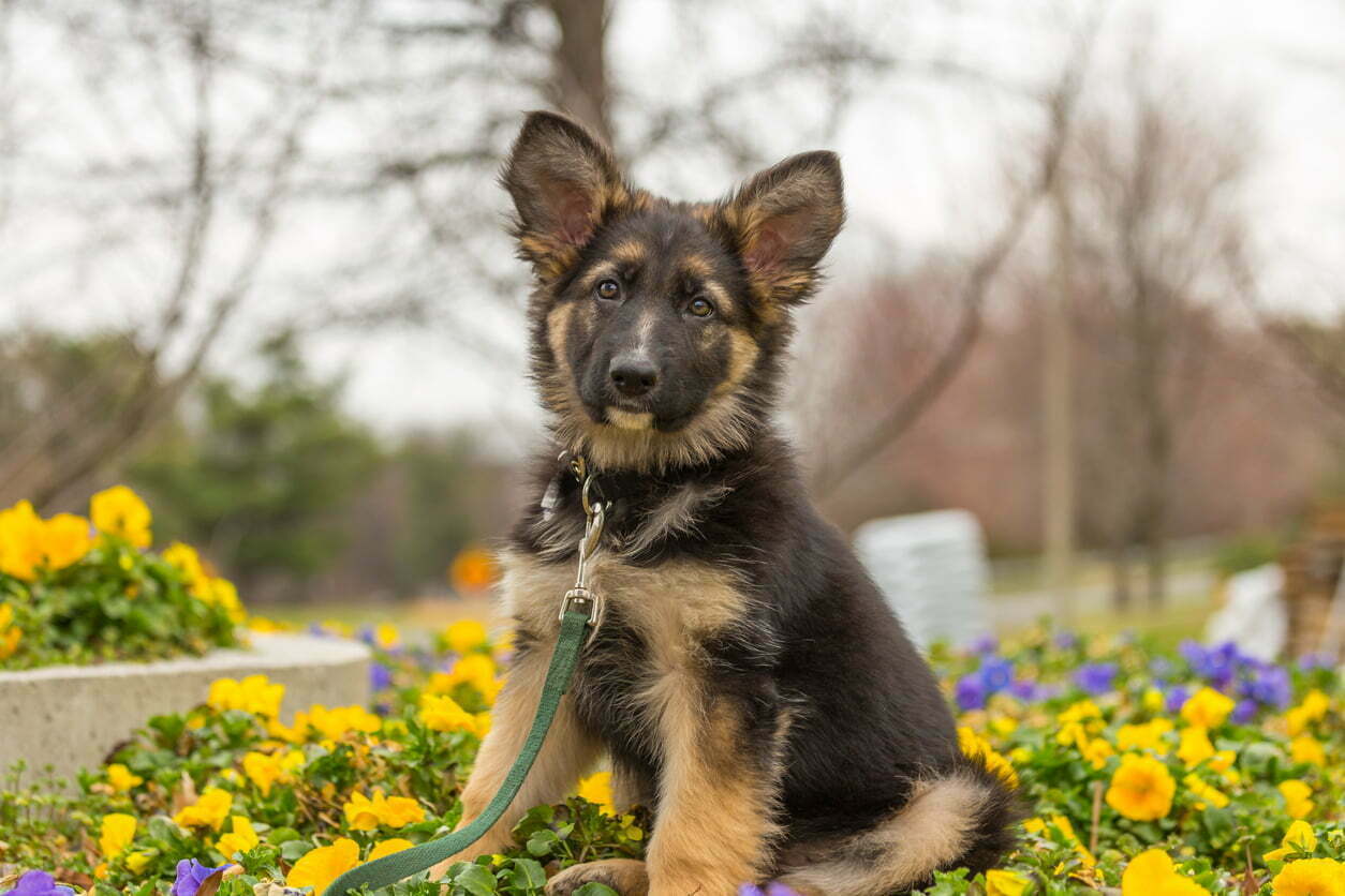 Miniature german shepherd