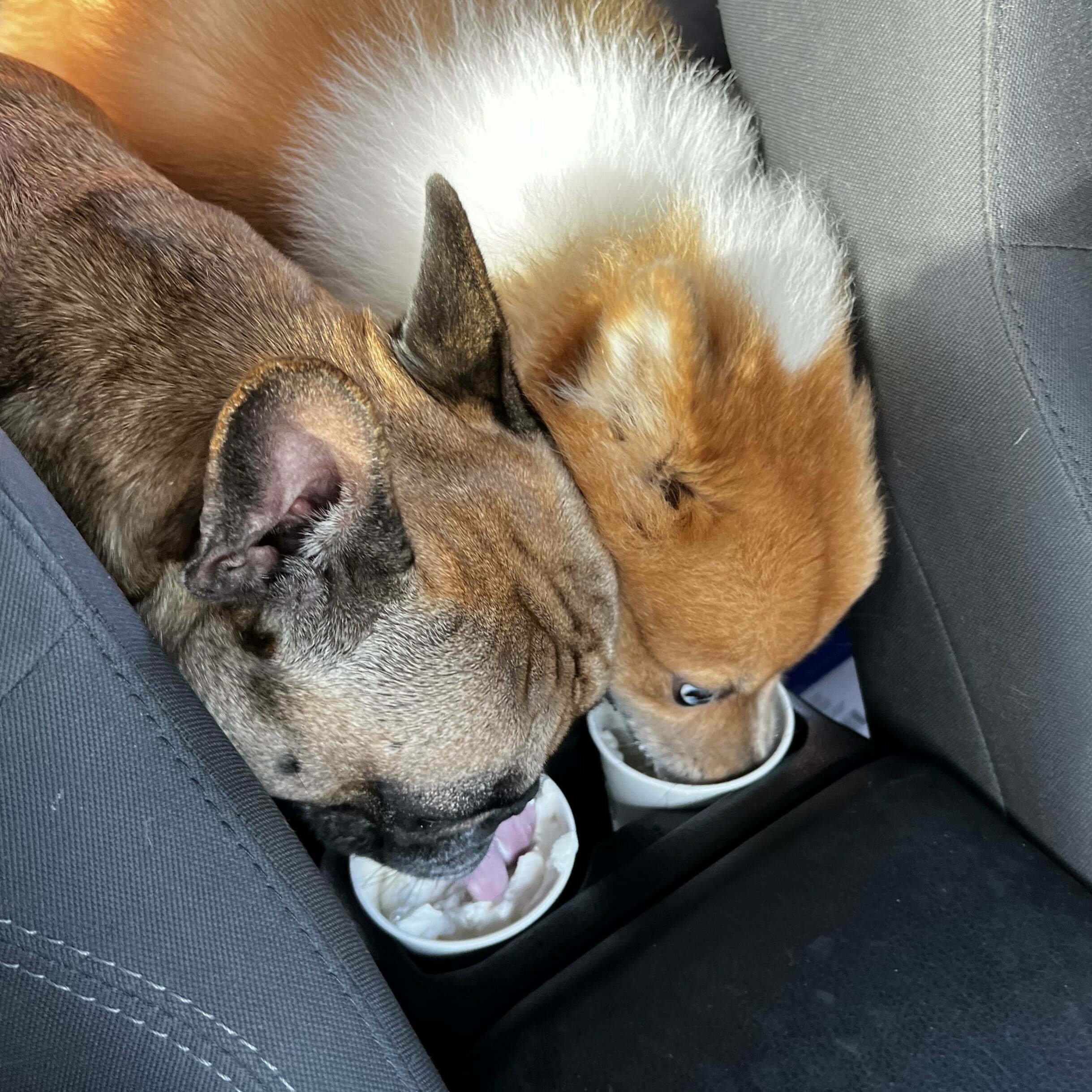 Dogs drinking puppuccino