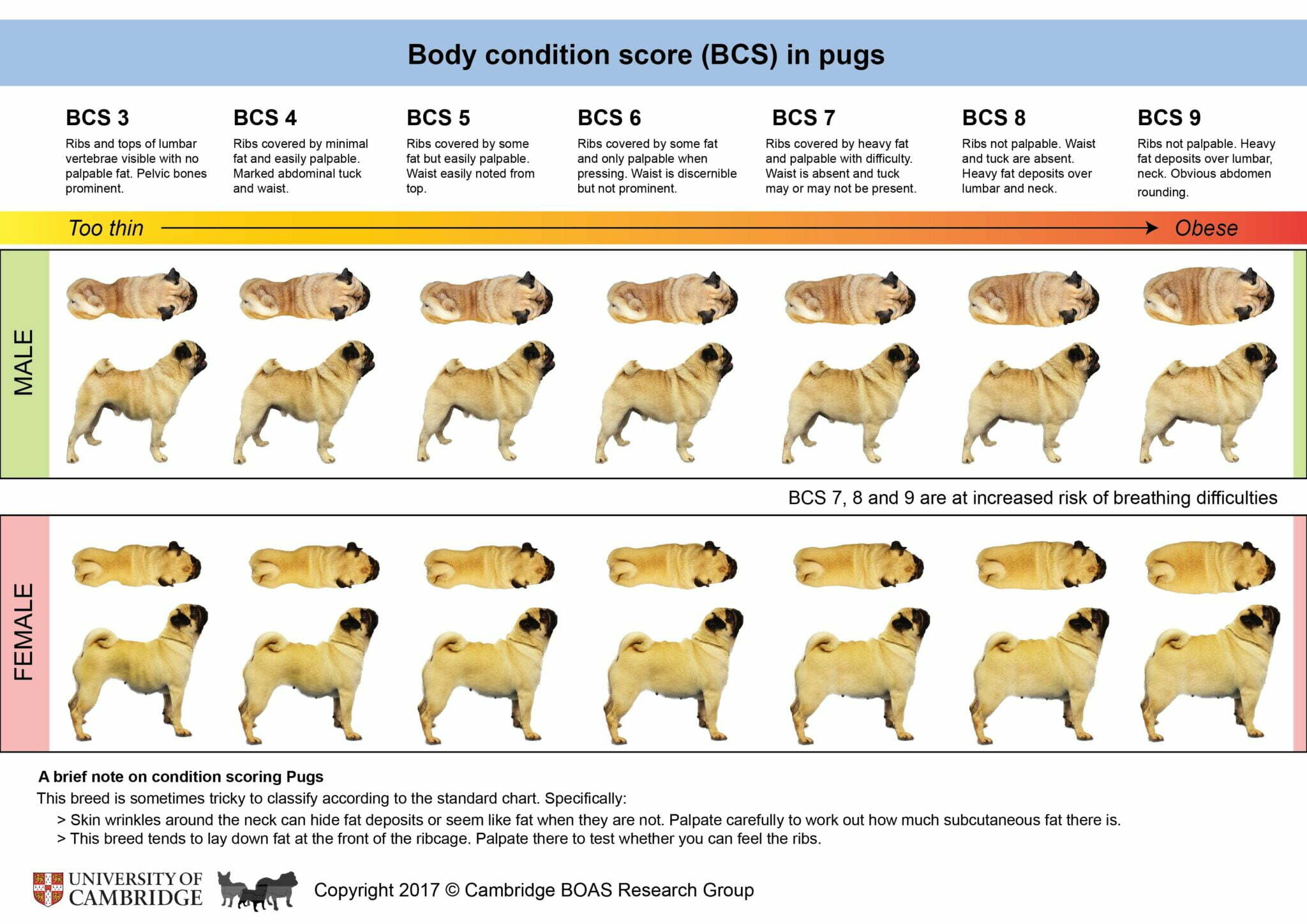 How Do I Know If My Pug Is Overweight? (Pug Weight Chart)