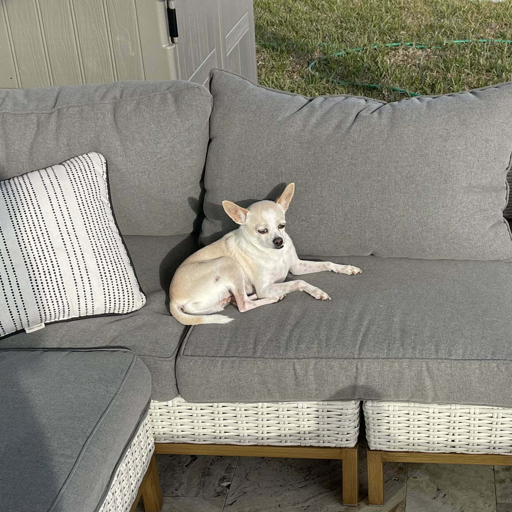 Chihuahua sunbathing