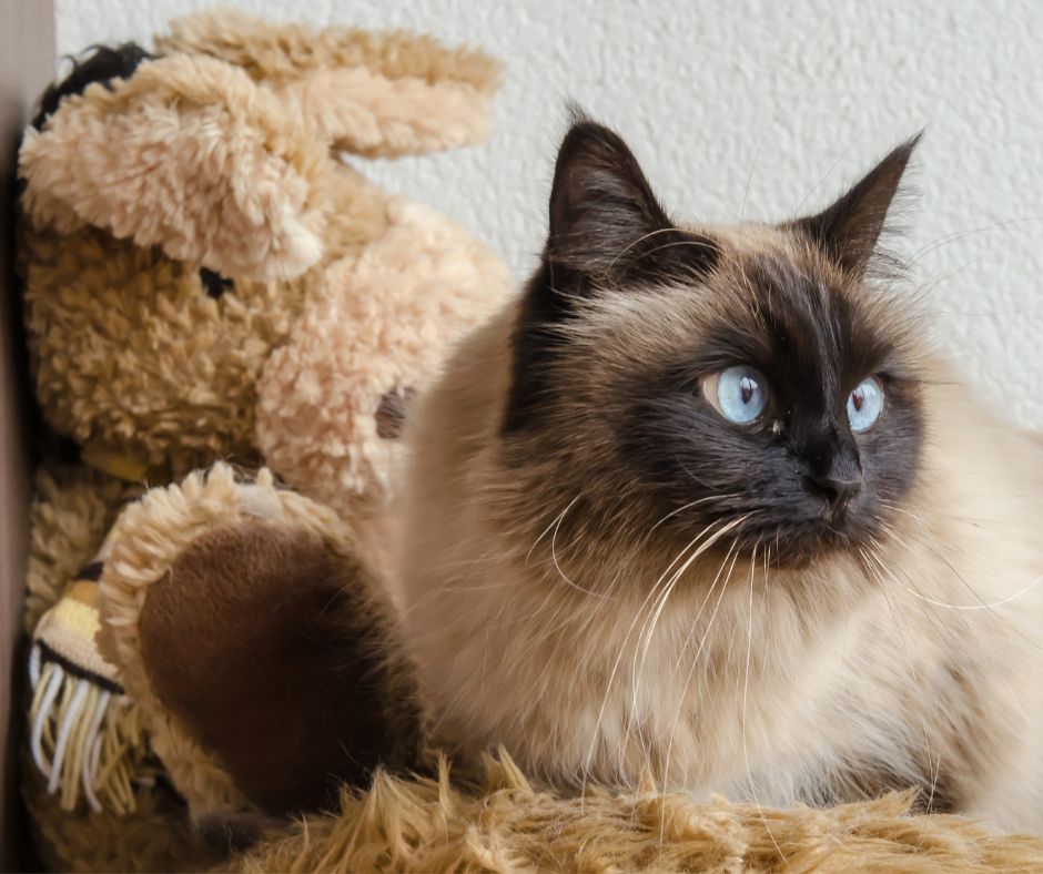 A birman cat